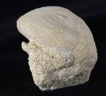 Eupatagus (Oymnopatagus) antillarum (COTTEAU 1875) - Bild &copy; FossNet FossilienStore